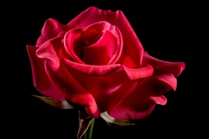 red-rose-320891_640