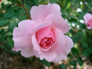 rose-185961_640