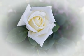 rose-807366__180